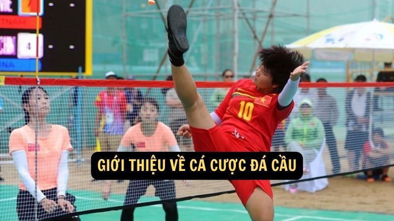 Giới thiệu về cá cược đá cầu