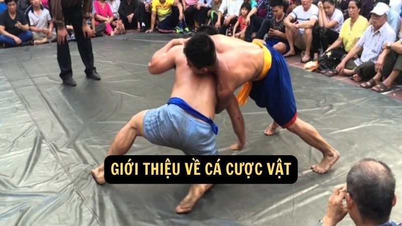 Giới thiệu về cá cược vật