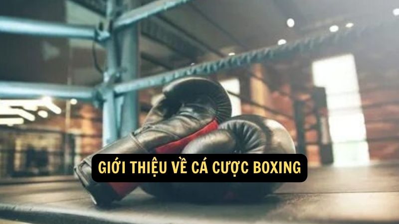 Giới thiệu về cá cược boxing